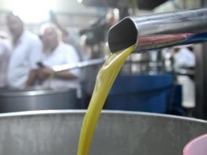 الزراعة: فتح معاصر الزيتون منتصف الشهر الحالي