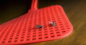 الزراعة تخفض أعداد الذباب في الأغوار 70%