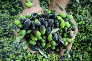 الإفتاء توضح حول مقدار النصاب في زكاة الزيتون