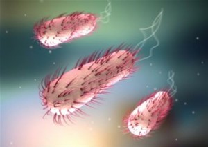 اصابة شخص بجرثومة الإي كولاي في السلط والاشتباه بحالتين من نفس المنزل