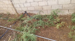 ضبط اعتداءات مياه لتزويد مزارع موز ومغاسل سيارات في الشونة الجنوبية