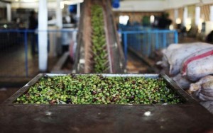 وفاة شاب داخل خلاط معصرة بإربد