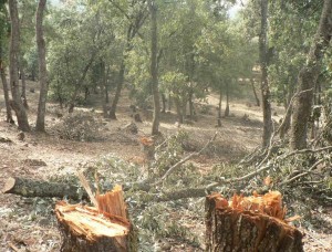 كمين يوقع بعصابتين تُقَطِعان الأشجار الحُرجية في ناعور