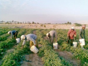 مطالبة بإعفاء المزارعين من فوائد القروض وتأجيل الأقساط