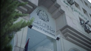 الزراعة: تحصين 52625 رأسا من الأبقار من الحمى القلاعية