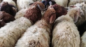 إعادة فتح أسواق الأغنام الإثنين باستثناء الزرقاء والمفرق