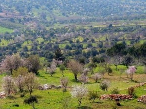 الأردن.. أجواء ربيعية ودافئة حتى الجمعة