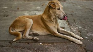 إربد .. طلبة يمتنعون عن الحضور إلى مدرستهم بسبب الكلاب الضالة