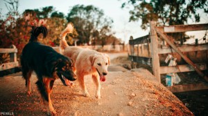 كيف استطاعت مدينة أردنية كبح جماح الكلاب الضالة؟