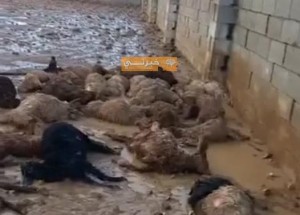 الكلاب الضالة تفتك بـ 41 رأسا من الأغنام بالمفرق