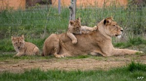 سلوفاكيا .. مالك مزرعة يلقى حتفه بأنياب حيواناته المفترسة