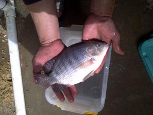 الغذاء والدواء: الأسماك المستزرعة في الأردن صالحة للإستهلاك البشري