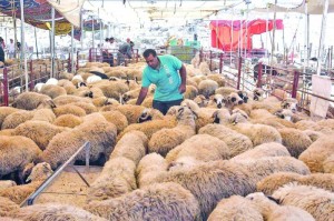 قصابون: سعر الاضحية المتوقع للروماني مابين 250 الى 300 دينار