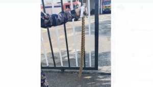 التربية: حالة لدغ الأفعى للطالب في المدرسة نادرة