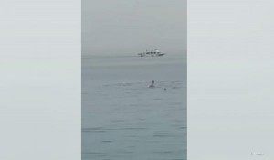 سمكة قرش تلتهم سائحا روسيّا في الغردقة