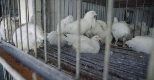 وزارة الصناعة والتجارة توضح سبب ارتفاع أسعار الدجاج