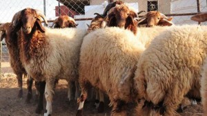 أخصائية تغذية: تناولوا لحوم الأضاحي بعد يوم من ذبحها