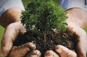 خطة لتنفيذ المبادرة الوطنية لزراعة 10 ملايين شجرة