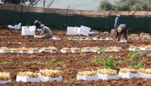 توجه لإنشاء أكبر مركز أردني فلسطيني لتعبئة الخضار والفواكه في الأغوار