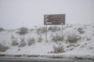 الشوبك والبتراء تستقبلان الزائر الأبيض