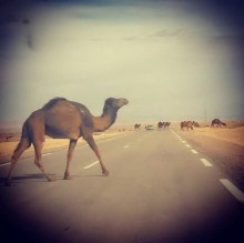 نفوق عدد من الجمال دهسا على طريق وادي عربة