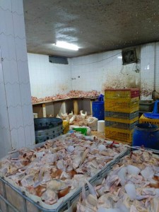 الرصيفة .. إتلاف أطنان دجاج غير صالح للاستهلاك البشري (صور)