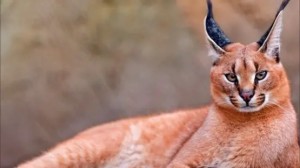 تفاصيل واقعة غريبة عن حيوان مفترس تسلل من مصر وهاجم جنوداً إسرائيليين