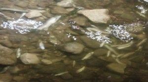 نفوق أسماك في سيل الزرقاء .. وتحقيق لمعرفة السبب