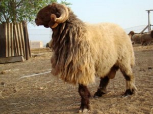 ما عقوبة ذبح الاضاحي في الاحياء السكنية؟