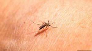 لماذا يلدغ البعوض بعض الأشخاص أكثر؟ .. استشاري وبائيات يجيب