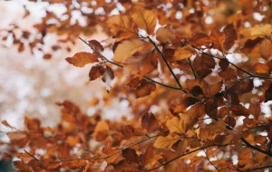 الخريف يبدأ الاثنين .. تساوي الليل والنهار وطقس متقلب