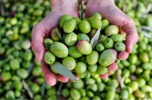 "شتوة أيلول" .. ضوء أخضر لبدء موسم قطاف الزيتون