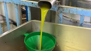 إربد وجرش: 140 دينارًا سعر تنكة زيت الزيتون من إنتاج الموسم الحالي