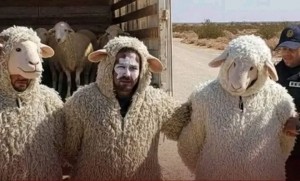 الجزائر: إحباط محاولة هجرة غير شرعية غريبة بتمويه المهاجرين في هيئة خراف