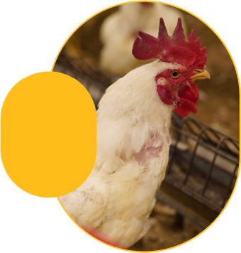 Chicken Image